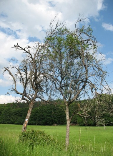 Derenk_wyschle_drzewa_owocowe