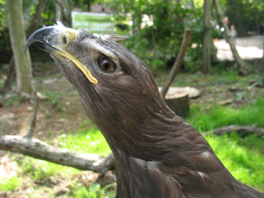 vadaspark Budakeszi vadaspark Budakeszi