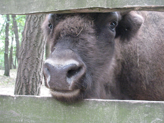 vadaspark Budakeszi vadaspark Budakeszi