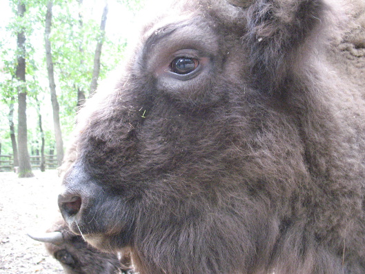 vadaspark Budakeszi vadaspark Budakeszi